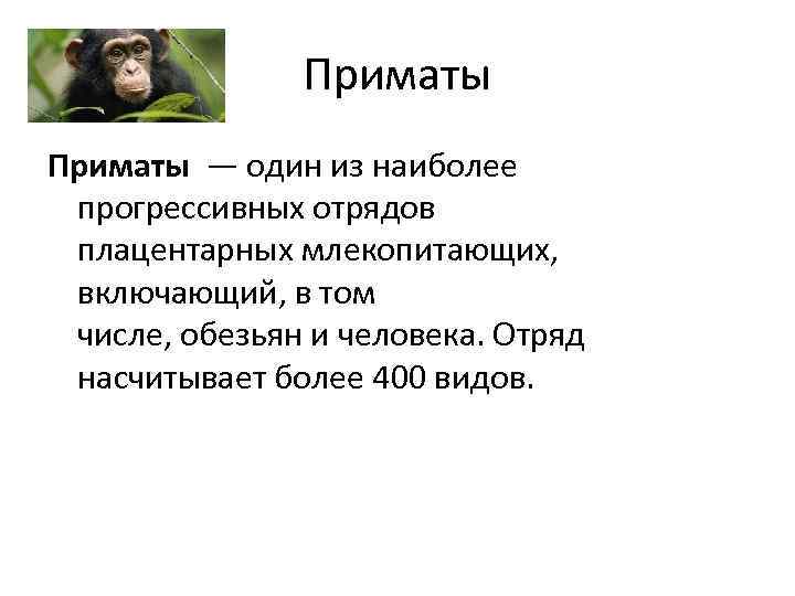 Приматы — один из наиболее прогрессивных отрядов плацентарных млекопитающих, включающий, в том числе, обезьян