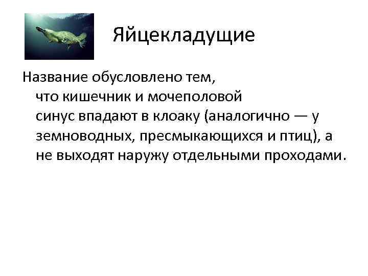 Яйцекладущие Название обусловлено тем, что кишечник и мочеполовой синус впадают в клоаку (аналогично —