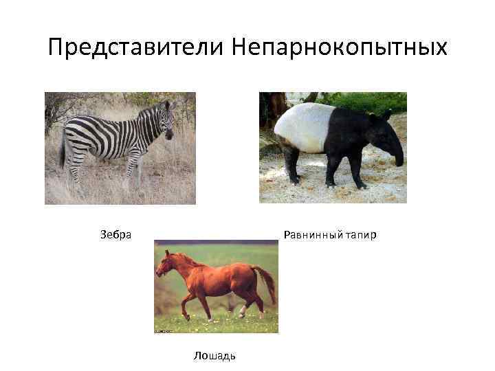 У непарнокопытных хорошо развит