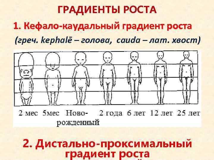 ГРАДИЕНТЫ РОСТА 1. Кефало-каудальный градиент роста (греч. kephalē – голова, сauda – лат. хвост)