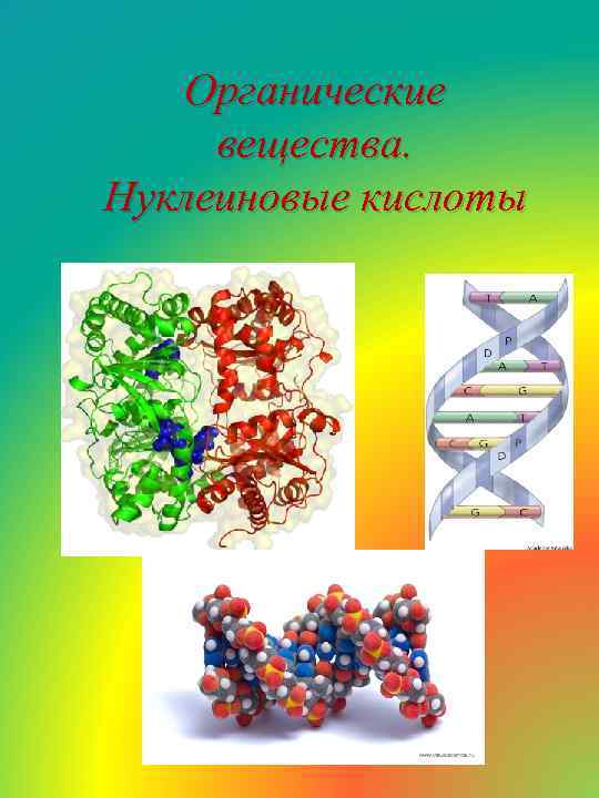 Органические вещества. Нуклеиновые кислоты 