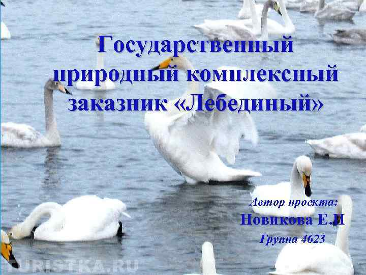 Государственный природный комплексный заказник «Лебединый» Автор проекта: Новикова Е. П Группа 4623 