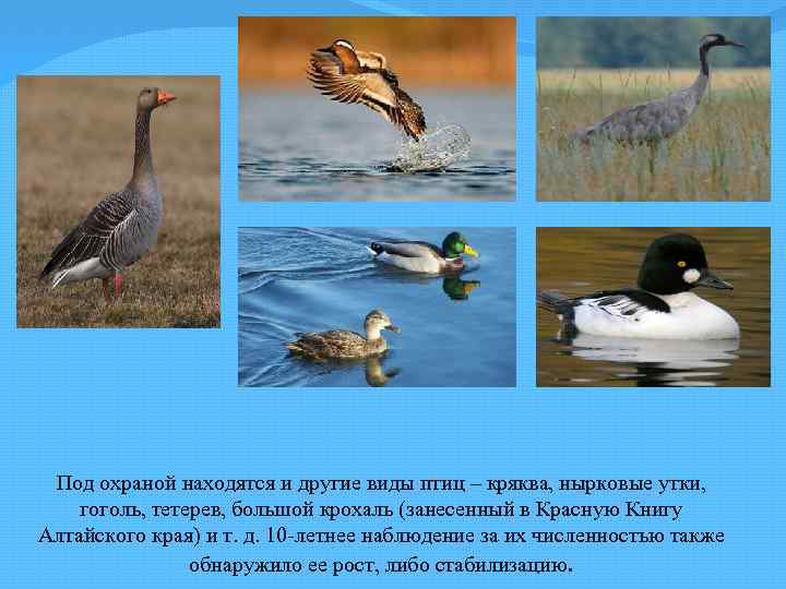 Под охраной находятся и другие виды птиц – кряква, нырковые утки, гоголь, тетерев, большой