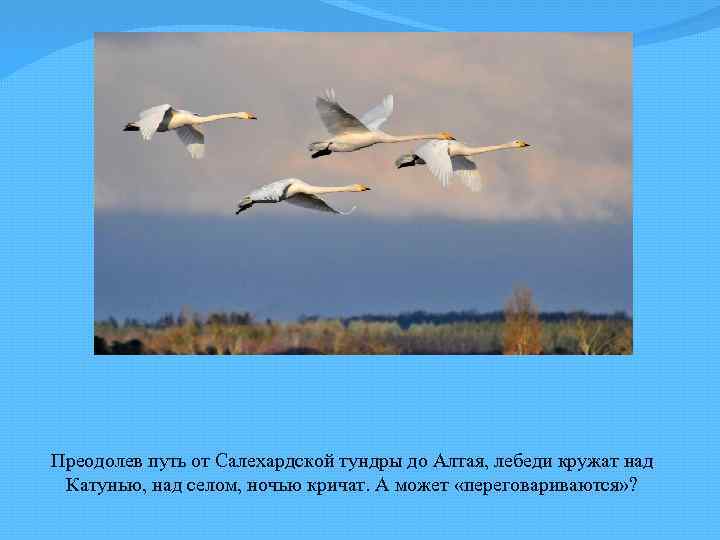 Преодолев путь от Салехардской тундры до Алтая, лебеди кружат над Катунью, над селом, ночью