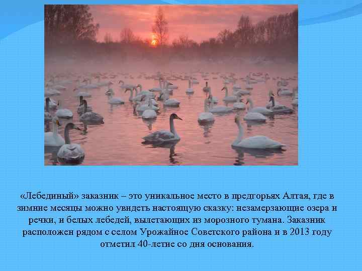  «Лебединый» заказник – это уникальное место в предгорьях Алтая, где в зимние месяцы