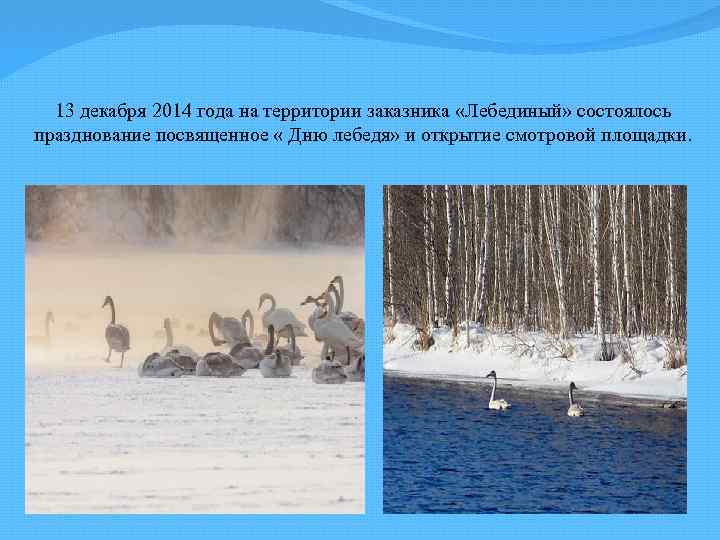 13 декабря 2014 года на территории заказника «Лебединый» состоялось празднование посвященное « Дню лебедя»