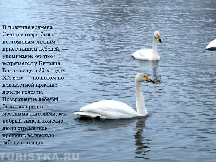 В прежние времена Светлое озеро было постоянным зимним пристанищем лебедей, — упоминание об этом