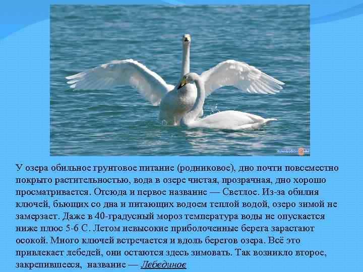 У озера обильное грунтовое питание (родниковое), дно почти повсеместно покрыто растительностью, вода в озере