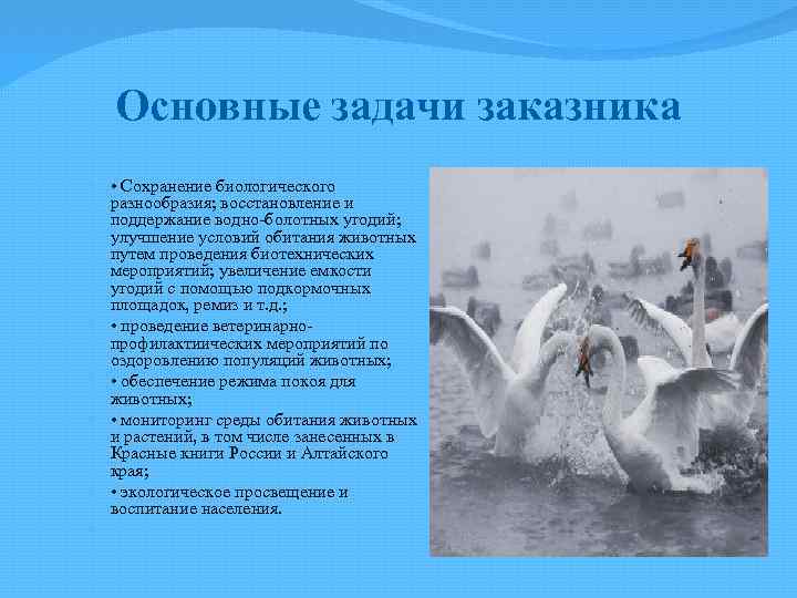 Основные задачи заказника • Сохранение биологического разнообразия; восстановление и поддержание водно болотных угодий; улучшение