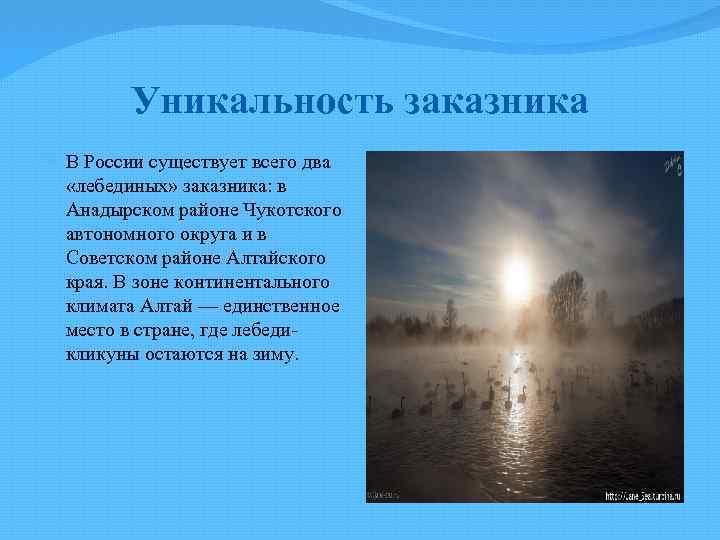 Уникальность заказника В России существует всего два «лебединых» заказника: в Анадырском районе Чукотского автономного