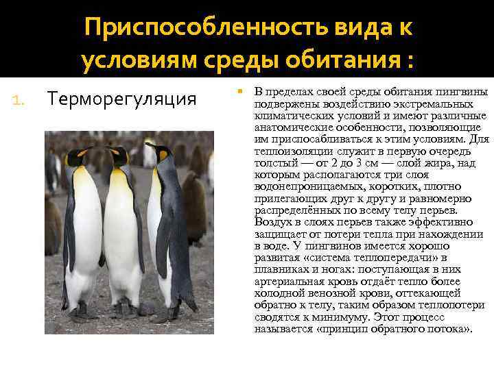 Рассмотрите фото на рисунке 110 как пингвины приспособились к жизни в суровых условиях