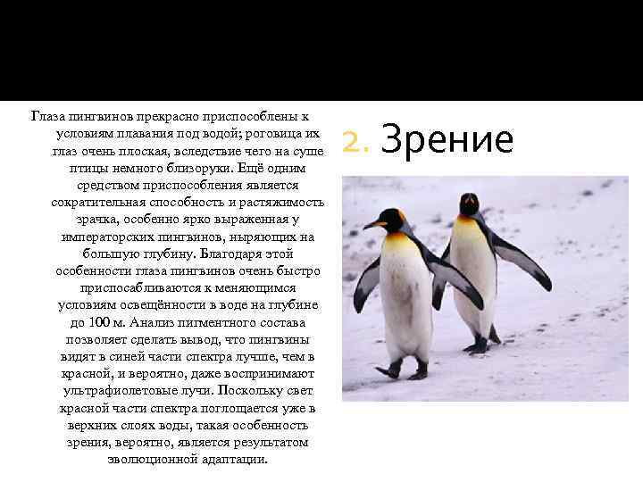 К чему снятся пингвины. Зрение пингвинов. Глаза пингвина приспособлены. Глаза пингвина под водой. Пингвин практическая работа.