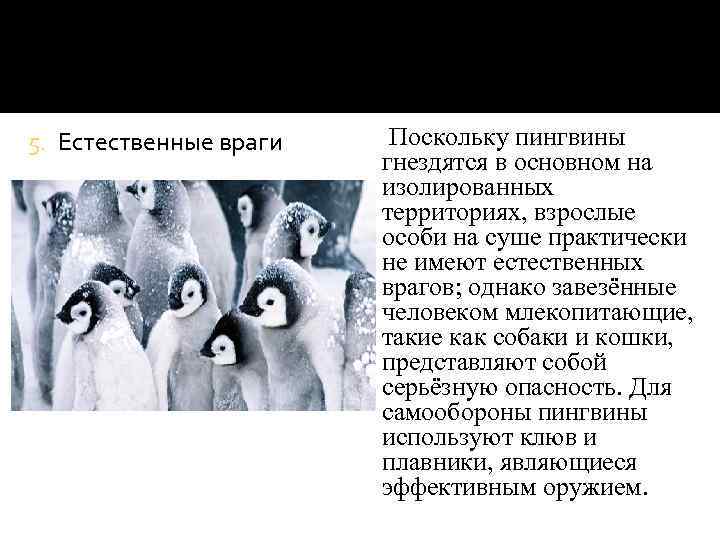 5. Естественные враги Поскольку пингвины гнездятся в основном на изолированных территориях, взрослые особи на