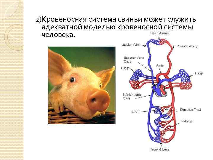 2)Кровеносная система свиньи может служить адекватной моделью кровеносной системы человека. 