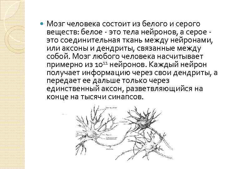  Мозг человека состоит из белого и серого веществ: белое - это тела нейронов,