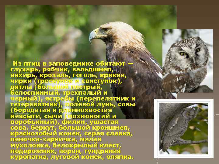 Из птиц в заповеднике обитают — глухарь, рябчик, вальдшнеп, вяхирь, крохаль, гоголь, кряква, чирки