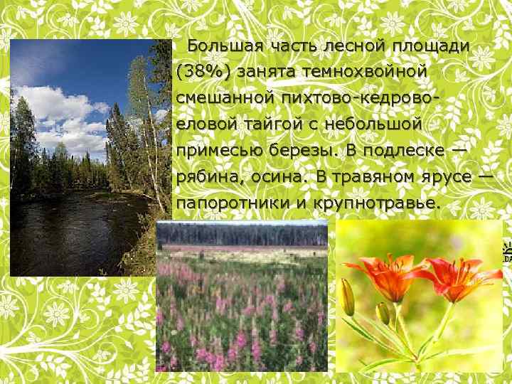 Большая часть лесной площади (38%) занята темнохвойной смешанной пихтово-кедровоеловой тайгой с небольшой примесью березы.