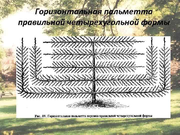 Горизонтальная пальметта правильной четырехугольной формы Епихина А. С. 