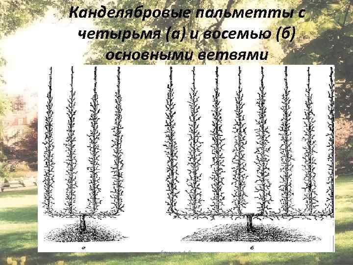 Канделябровые пальметты с четырьмя (а) и восемью (б) основными ветвями Епихина А. С. 