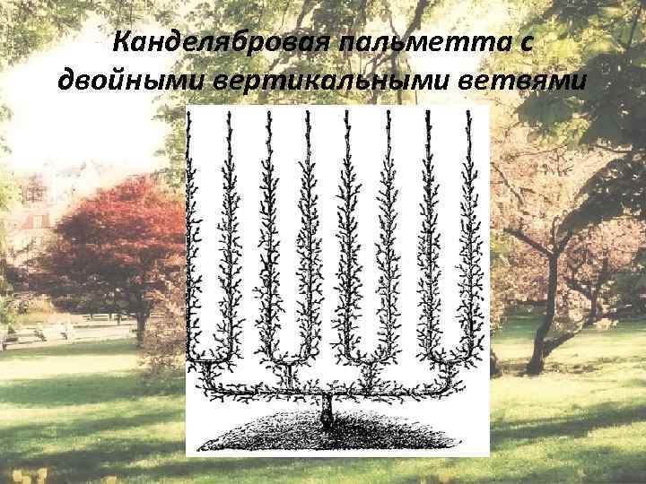 Канделябровая пальметта с двойными вертикальными ветвями Епихина А. С. 