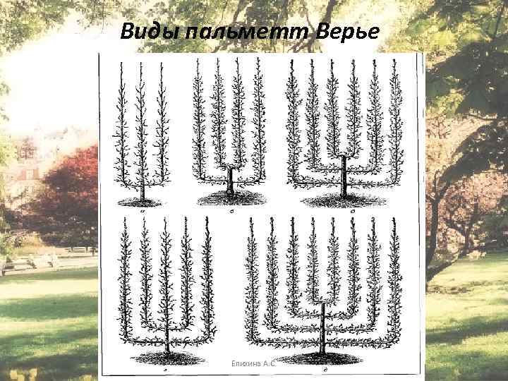 Виды пальметт Верье Епихина А. С. 