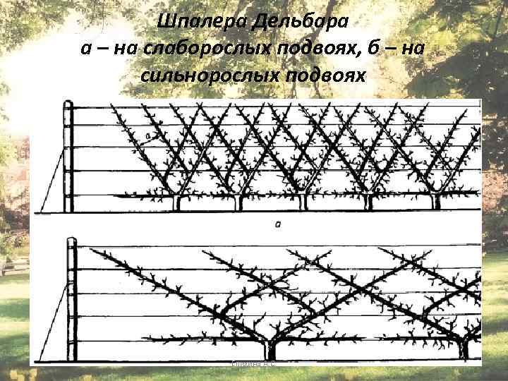 Шпалера Дельбара а – на слаборослых подвоях, б – на сильнорослых подвоях Епихина А.