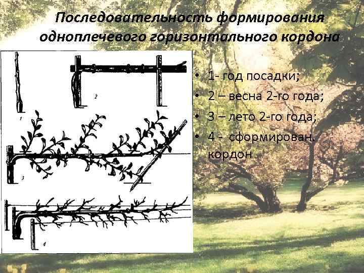 Последовательность формирования одноплечевого горизонтального кордона • • Епихина А. С. 1 - год посадки;