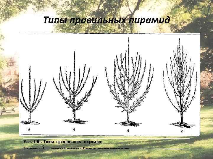 Типы правильных пирамид Епихина А. С. 