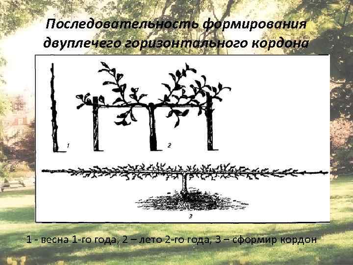 Последовательность формирования двуплечего горизонтального кордона 1 - весна 1 -го года, 2 – лето