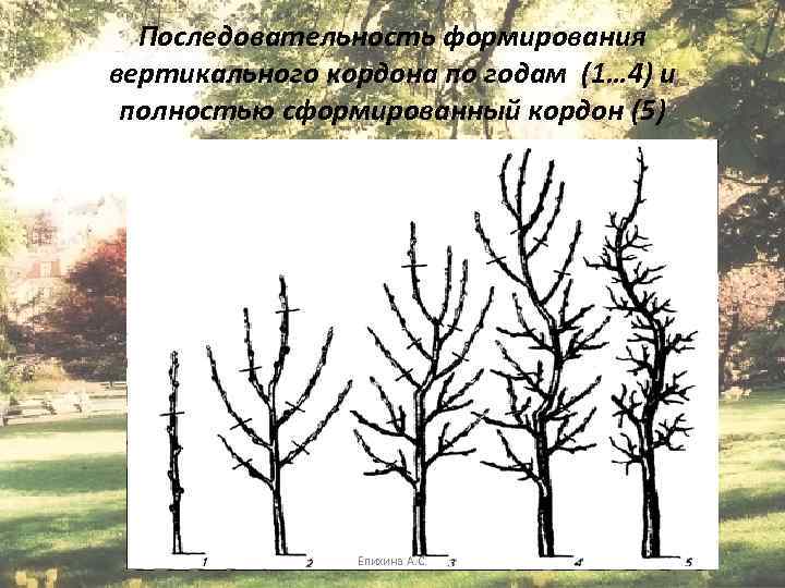 Последовательность формирования вертикального кордона по годам (1… 4) и полностью сформированный кордон (5) Епихина