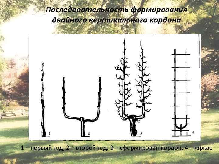 Последовательность формирования двойного вертикального кордона 1 – первый год, 2 – второй год, 3