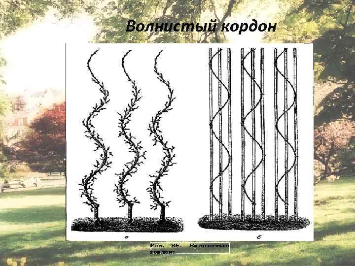 Волнистый кордон Епихина А. С. 