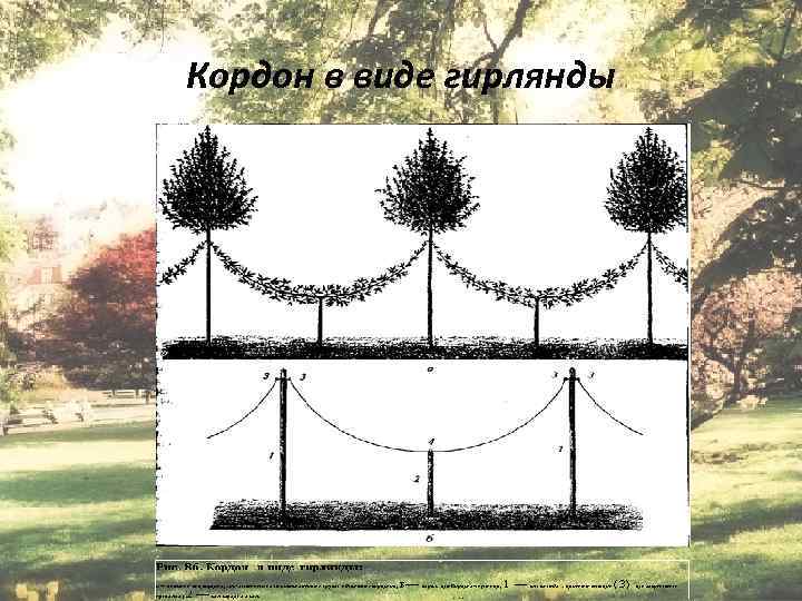 Кордон в виде гирлянды Епихина А. С. 