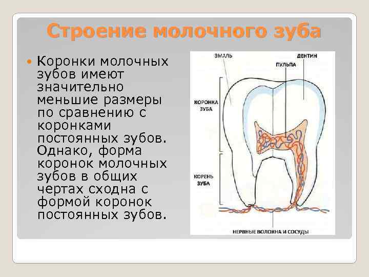 Строение молочного зуба Коронки молочных зубов имеют значительно меньшие размеры по сравнению с коронками