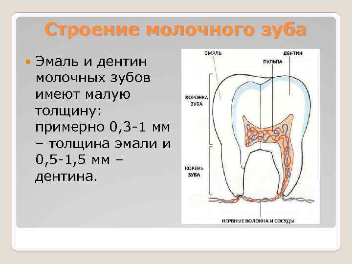 Строение молочного зуба Эмаль и дентин молочных зубов имеют малую толщину: примерно 0, 3