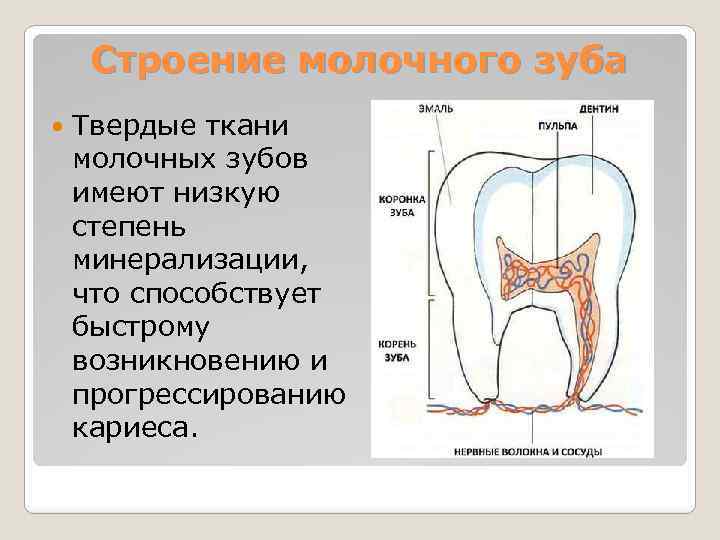 Строение молочного зуба Твердые ткани молочных зубов имеют низкую степень минерализации, что способствует быстрому