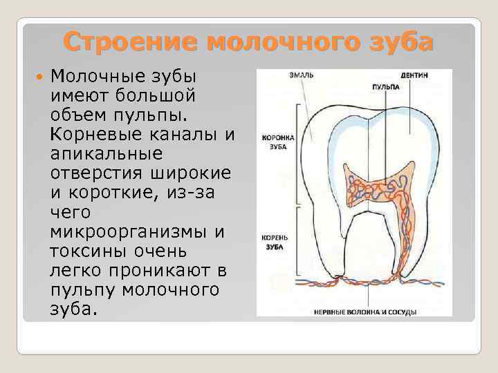 Строение молочного зуба Молочные зубы имеют большой объем пульпы. Корневые каналы и апикальные отверстия