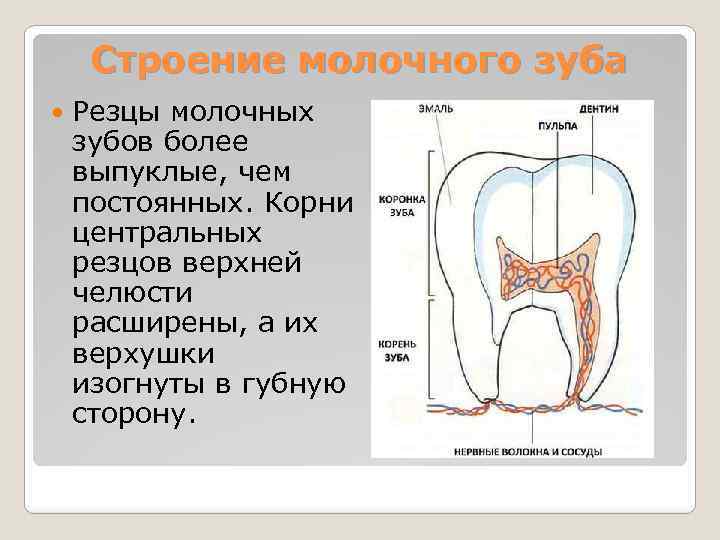 Молочный корень. Строение резца зуба. Анатомия молочных резцов.