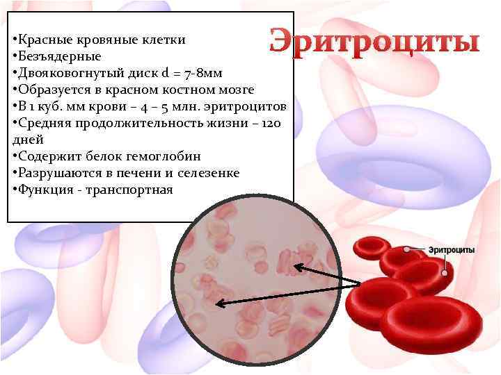 Эритроциты • Красные кровяные клетки • Безъядерные • Двояковогнутый диск d = 7 -8