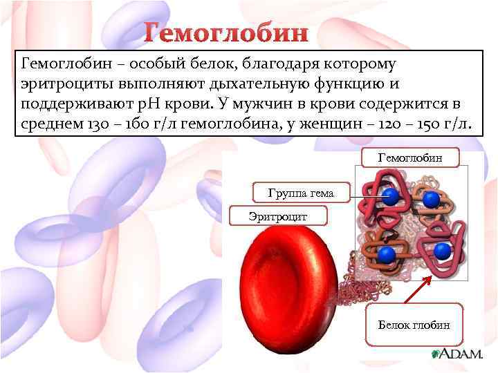 Гемоглобин – особый белок, благодаря которому эритроциты выполняют дыхательную функцию и поддерживают р. Н