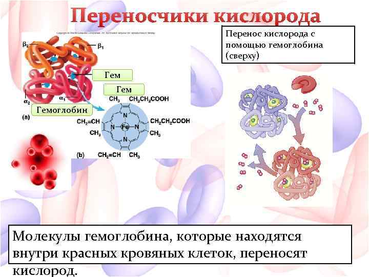 Переносчики кислорода Перенос кислорода с помощью гемоглобина (сверху) Гем Гемоглобин Молекулы гемоглобина, которые находятся