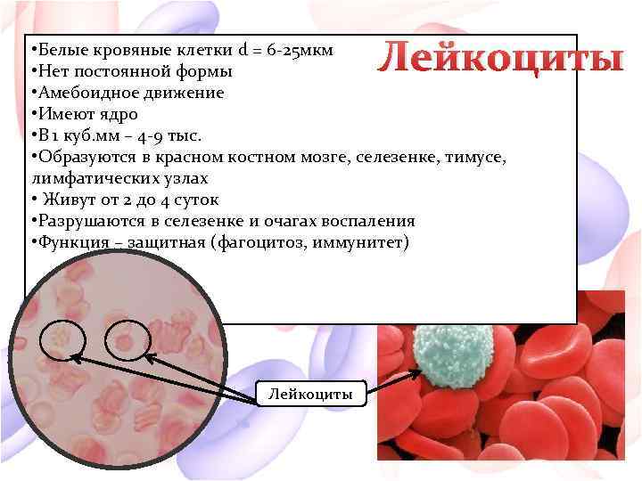 Лейкоциты • Белые кровяные клетки d = 6 -25 мкм • Нет постоянной формы