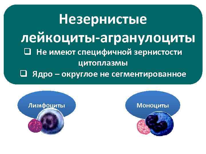 Незернистые лейкоциты-агранулоциты q Не имеют специфичной зернистости цитоплазмы q Ядро – округлое не сегментированное