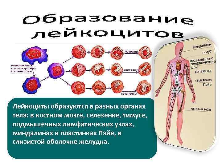 Лейкоциты образуются в разных органах тела: в костном мозге, селезенке, тимусе, подмышечных лимфатических узлах,