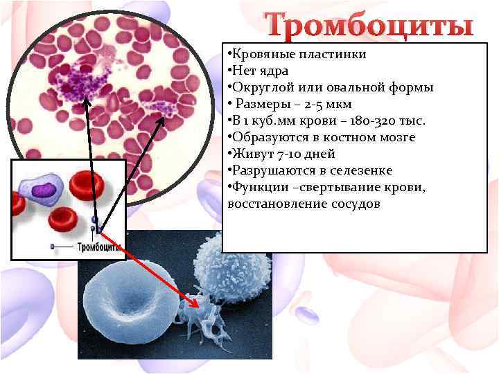 Тромбоциты • Кровяные пластинки • Нет ядра • Округлой или овальной формы • Размеры