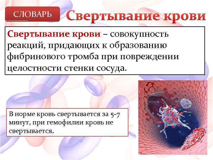 СЛОВАРЬ Свертывание крови – совокупность реакций, придающих к образованию фибринового тромба при повреждении целостности