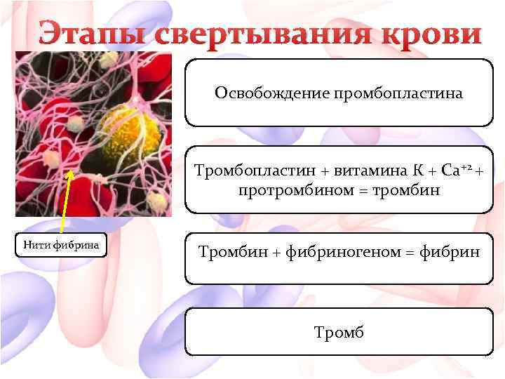 Этапы свертывания крови Освобождение промбопластина Тромбопластин + витамина К + Са+2 + протромбином =