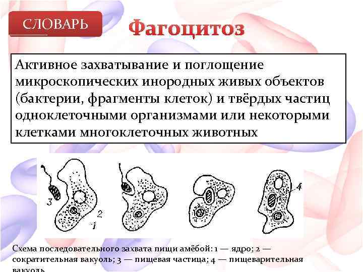 СЛОВАРЬ Фагоцитоз Активное захватывание и поглощение микроскопических инородных живых объектов (бактерии, фрагменты клеток) и