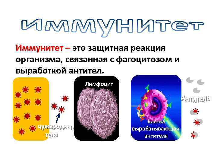 Иммунитет – это защитная реакция организма, связанная с фагоцитозом и выработкой антител. Лимфоцит Клетка