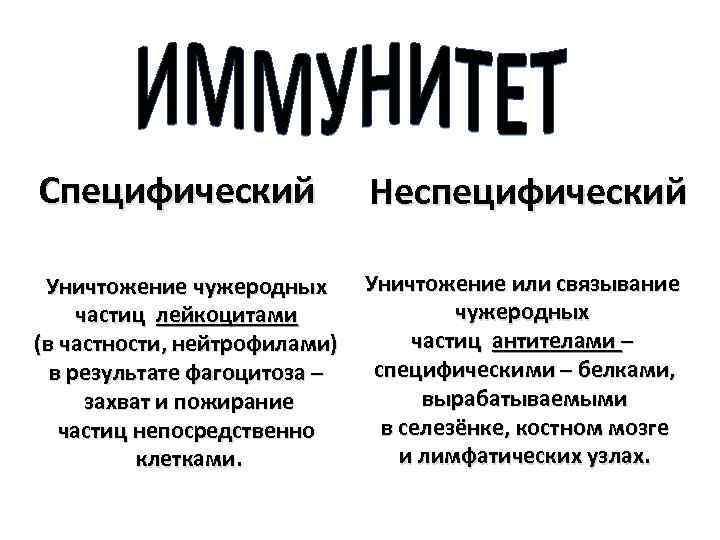 Специфический Неспецифический Уничтожение чужеродных Уничтожение или связывание чужеродных частиц лейкоцитами частиц антителами – (в